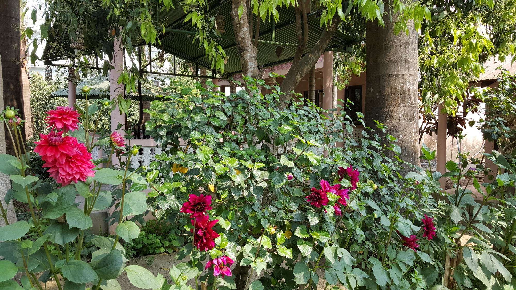 Ama Garden Sauraha Hotel Exterior photo